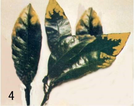 柑橘果肉没有水分硬是怎么造成的,柑橘有籽无籽是什么原因