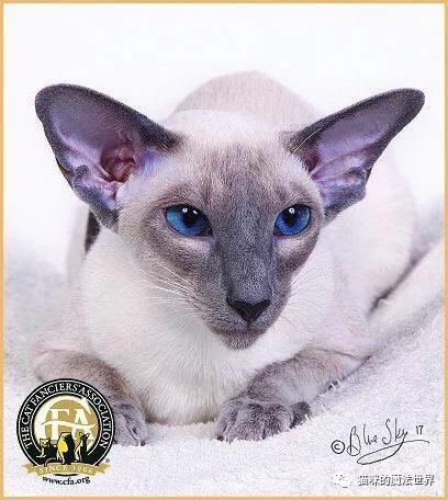 猫咪品种大盘点3:暹罗猫