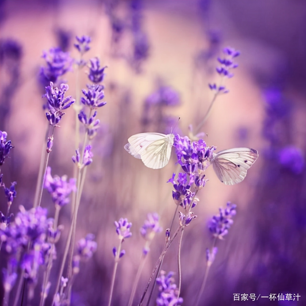 各种鲜花的花语及图片,花店常见鲜花品种及花语