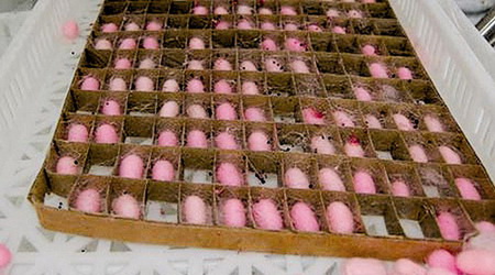 彩丝蚕养殖方法,彩蚕怎么培育成功