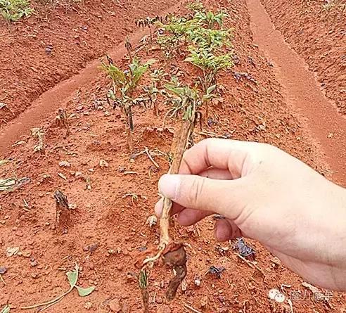 种植魔芋和种植石菖蒲哪个更赚钱,种植一亩魔芋一年能挣多少钱