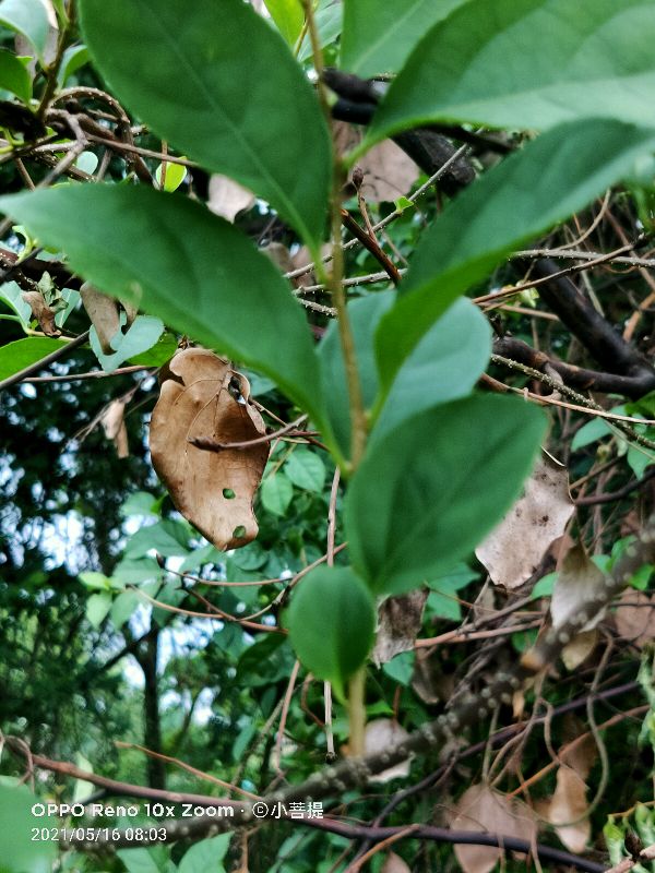像蟒蛇一样的树,在丛林里看到了一条大蟒蛇