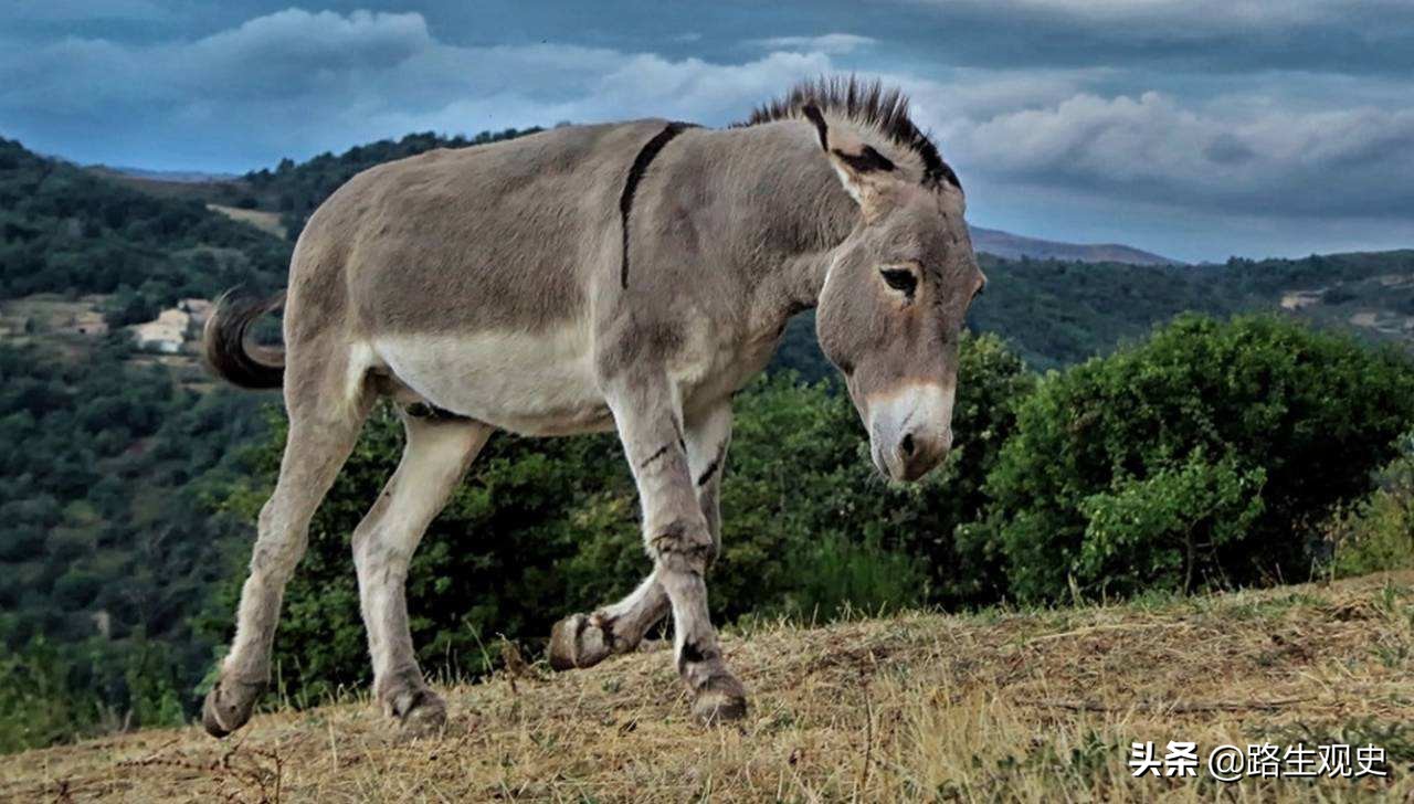 上世纪流行于农村的“走骟”，现已消失，牲口走着走着就被骟掉了