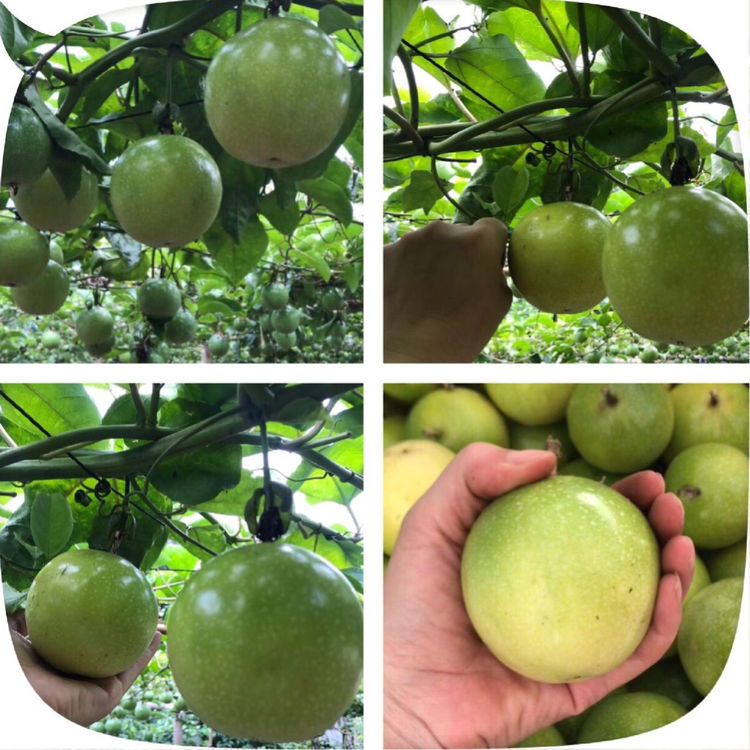 延平黄金百香果香甜多汁致富福果|福建省【全国名特优新农产品】