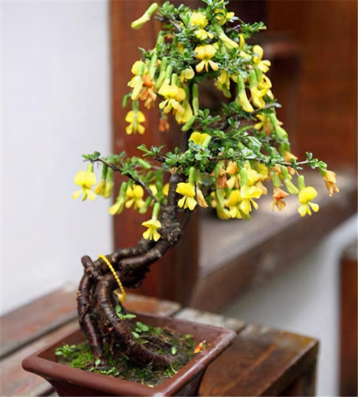 黄金雀怎么养才能开花爆盆,黄金雀树形月季