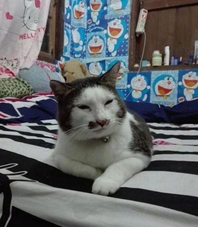 丑猫大赛视频完整版,2020年丑猫大赛看看丑到你了没