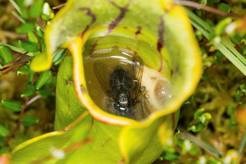 猴杯讲述了什么,猴杯故事梗概