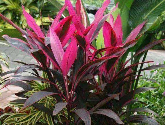 新房装修甲醛含量高的四种材料,室内去甲醛植物哪一种好