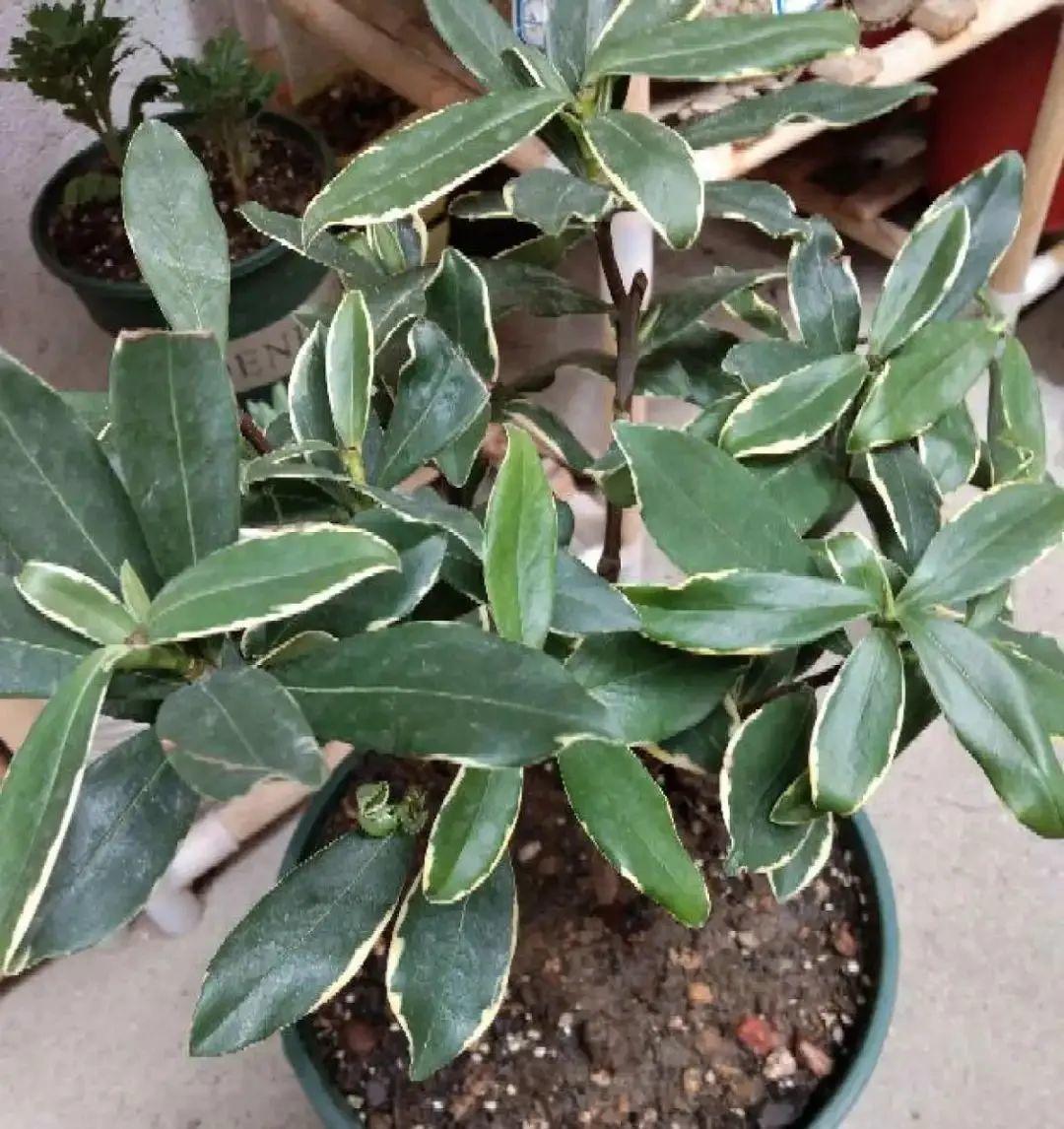 耐寒又好养的香水花,家里可以养法国香水花