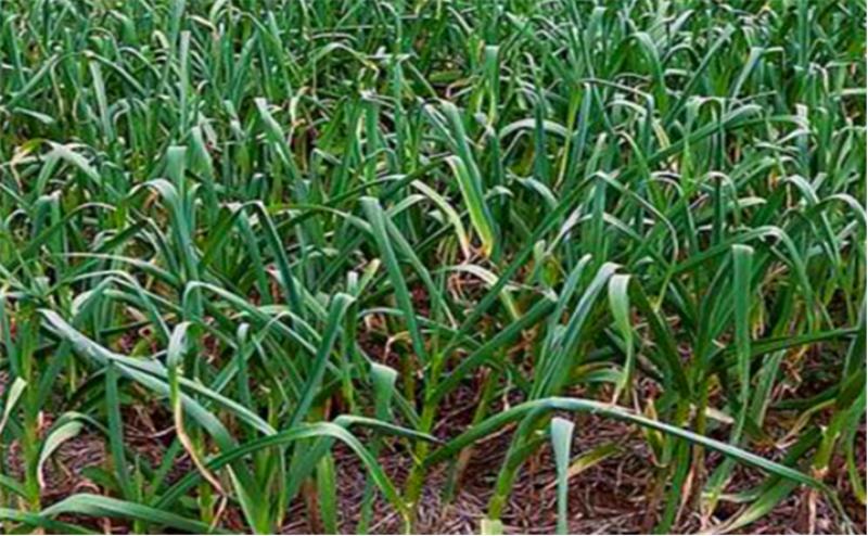 大蒜从种植到采收蒜苗要多久,种大蒜时需要做哪些准备工作