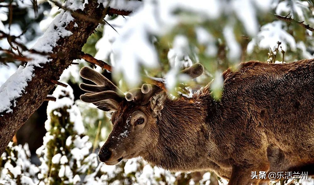 甘肃祁连山下雪,祁连山雪景壮观
