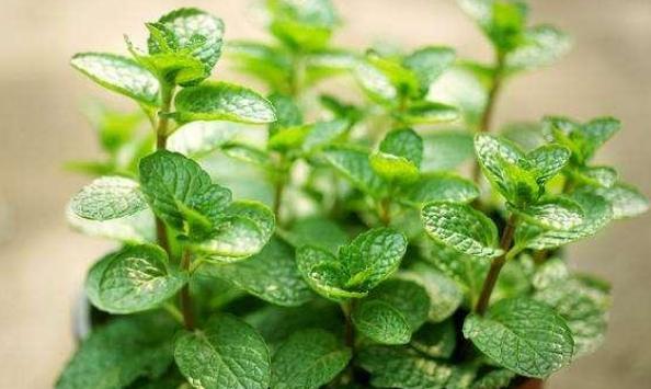 薄荷小盆栽养殖方法,可食用薄荷盆栽怎么养殖