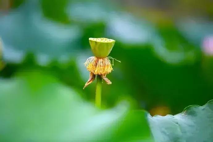 中国著名赏荷胜地,中国最著名的十大赏荷地