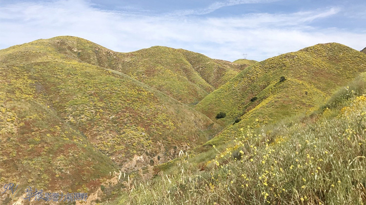 加州野花,加州野花的视频