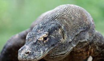 老虎对战斑点巨蜥,最大的蜥蜴和最大的鳄鱼战斗视频