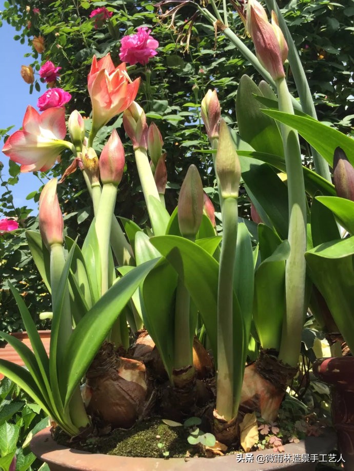 教你让朱顶红爆盆技巧