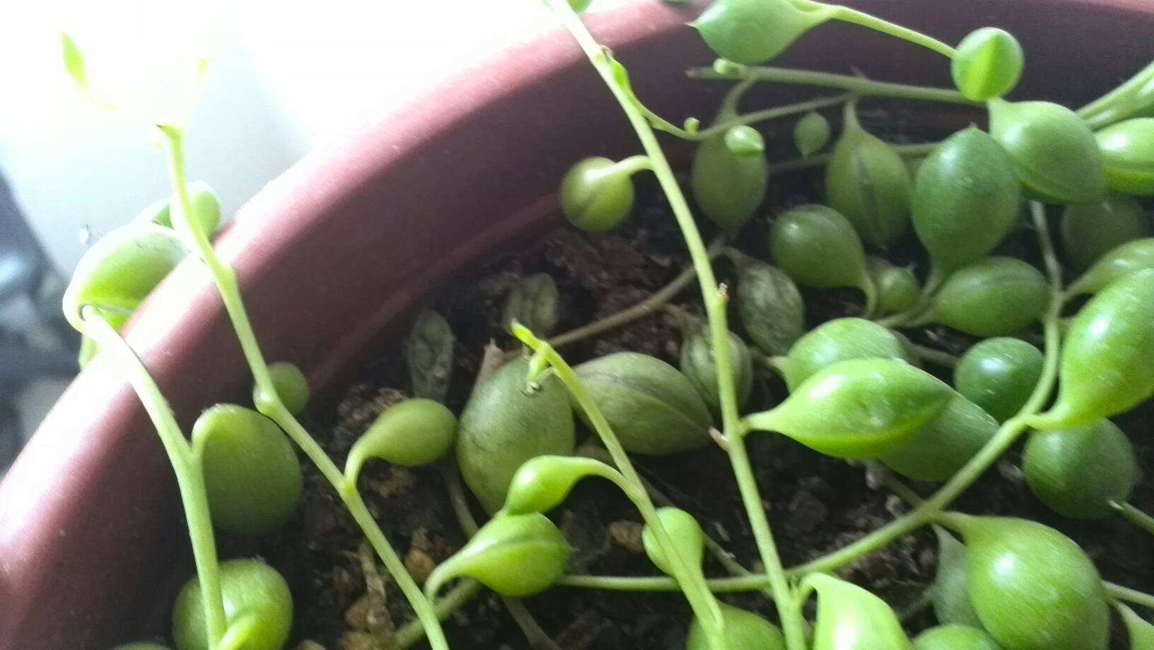 佛珠吊兰藤蔓的养殖方法,多肉吊兰佛珠养殖方法