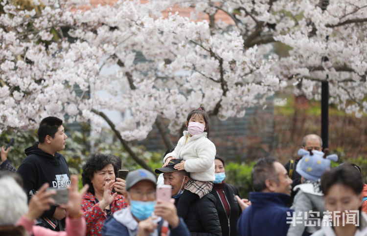 半岛叨叨丨满园尽带“浪漫粉”！樱花节开幕，打造城市IP！看青岛如何撬动美丽经济