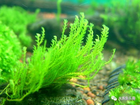 皇冠水草品种大全,亚马逊水草品种
