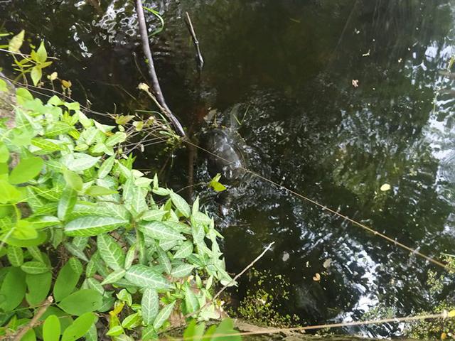 野外钓到的巴西龟不吃东西,钓到一只金黄色的龟