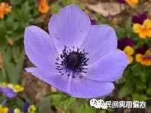 中药药材大全及功效,补肾中药大全及功效