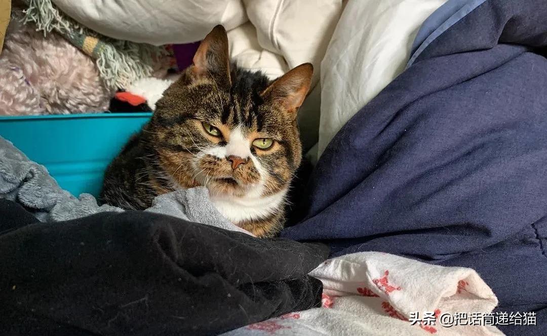 猫兄妹可爱视频,矮脚猫兄妹