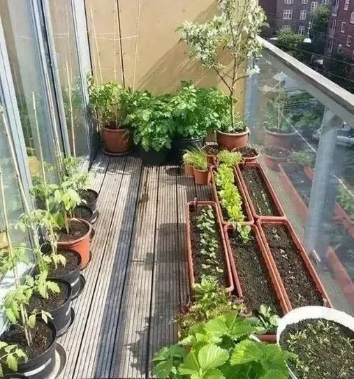 茄子虫害图片及症状,茄子虫害最佳治疗方法