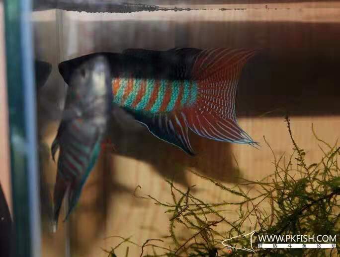 中国斗鱼繁殖直播教程视频,繁殖中国斗鱼要多大的鱼缸