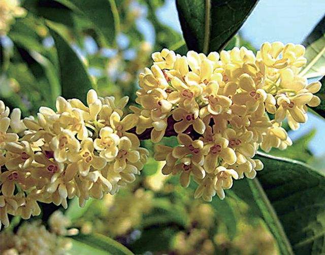 桂花哪个品种好价值高,桂花的品种哪一个最香