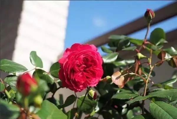 100种玫瑰花品种大全,玫瑰花有哪些品种大全