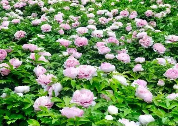 好书推荐快来领取你的宝藏书单,100种百花图谱大全