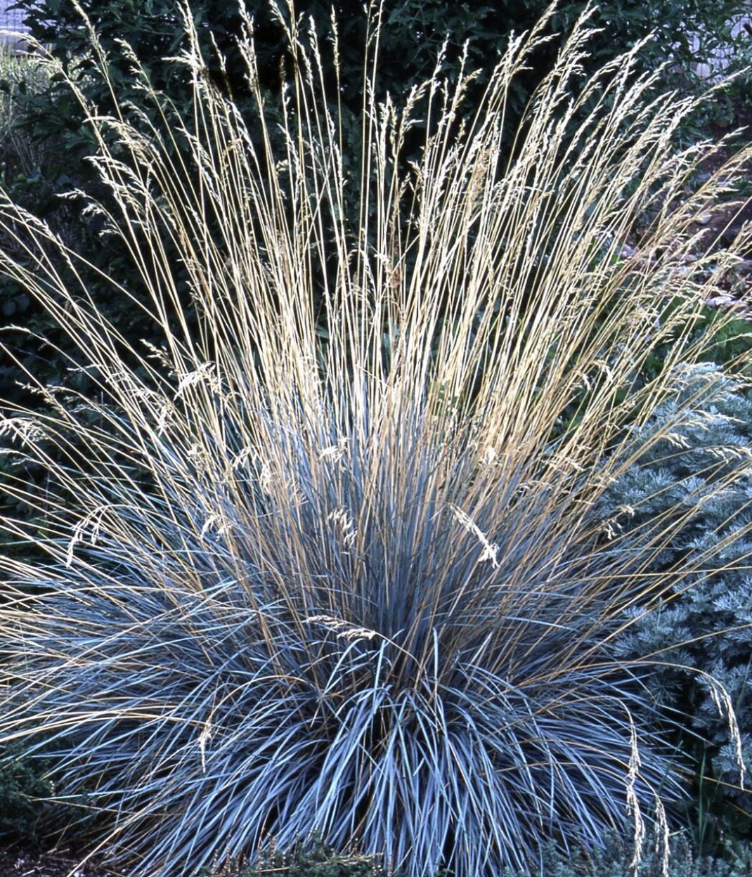 既能净化空气又美观的植物,10种好看的花卉