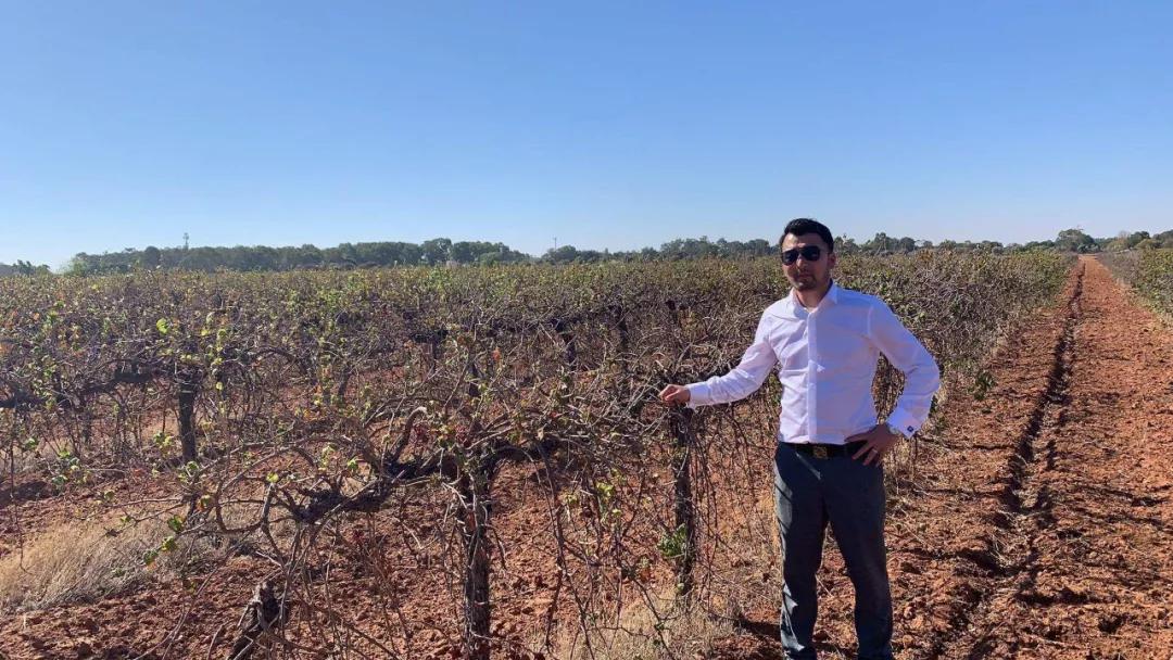 世界葡萄品种最甜十大排名榜,世界十大葡萄酒葡萄品种介绍