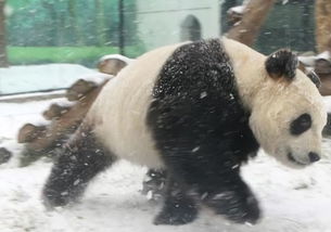 大熊猫可爱的外形身体胖嘟嘟,大熊猫可爱的样子和温顺的性格