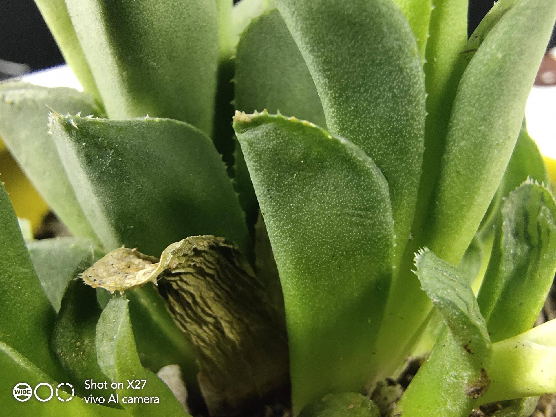 vivox27全面讲解,vivox27搭配零界全面屏设计