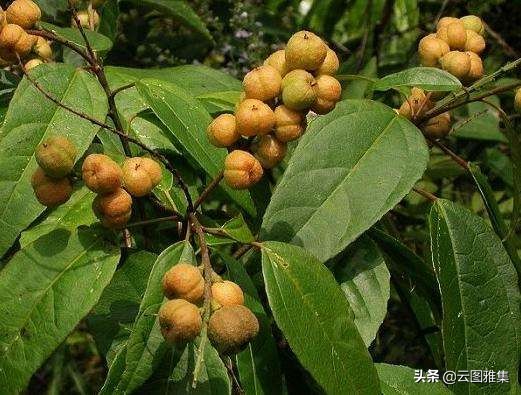 《我的马来往事》连载四:我的故乡——带你认识不一样的热带岛屿