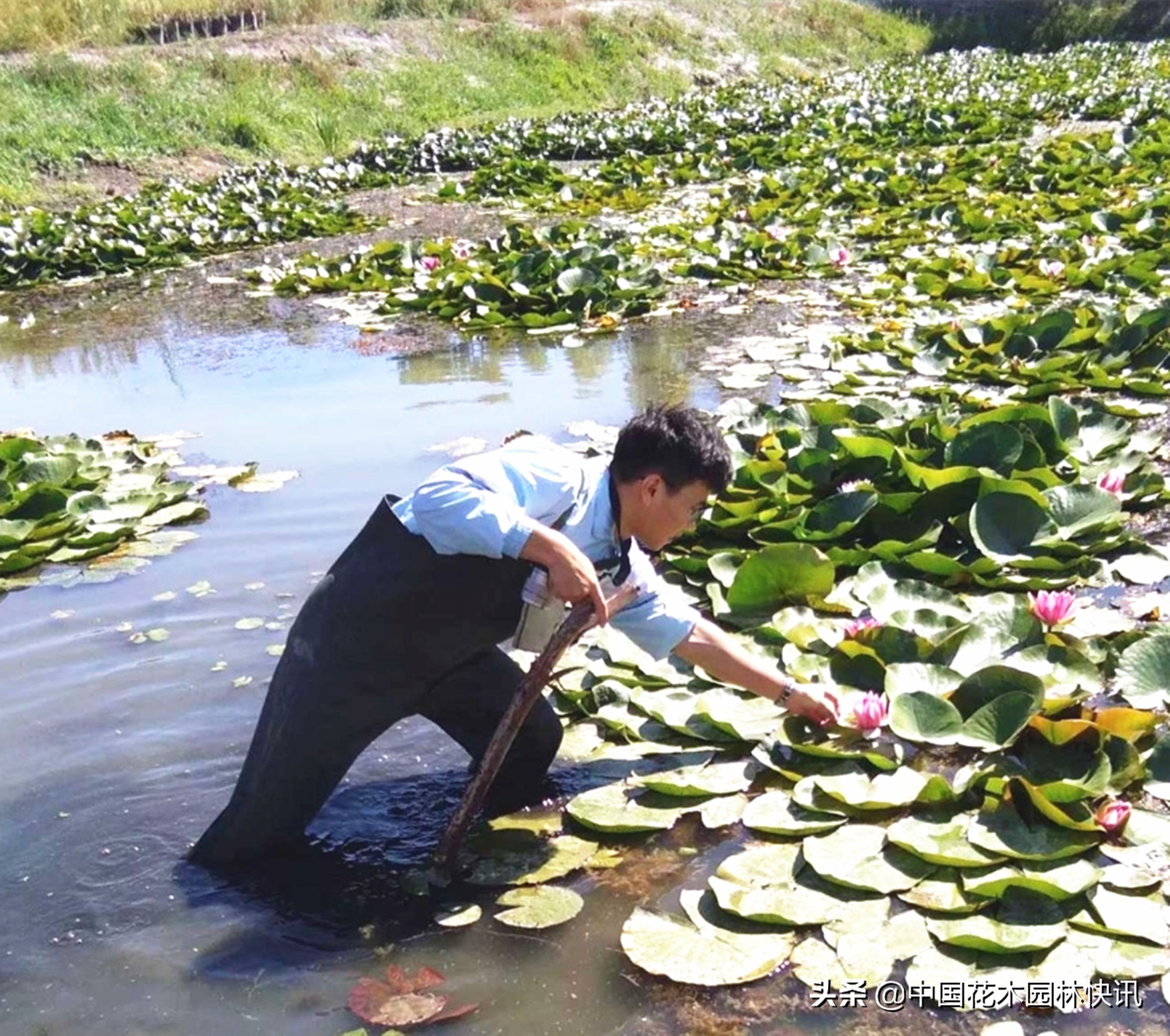 广西青年韦家隆：批量育成睡莲风雨兰新品种