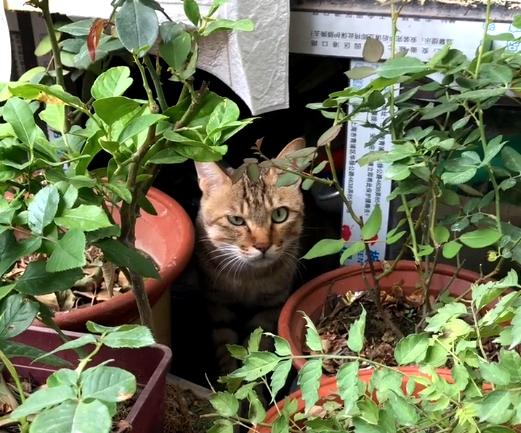 大橘猫一直受委屈被三只母猫欺负,邻居家猫老是来我家怎么办