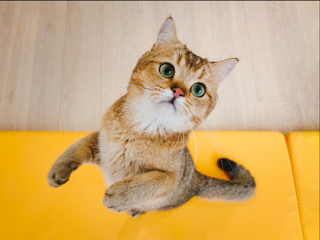 猫宫庄园如何选择适合猫咪的猫砂,猫宫庄园