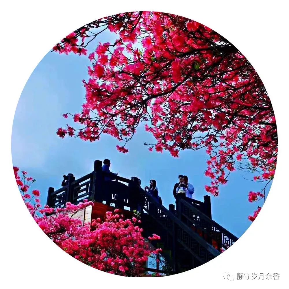 情满龟峰·诗涌花海