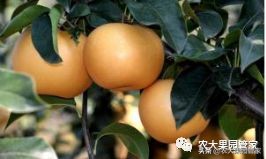 种植新品种果树苗一手货源,各种新品种果树苗木一手货源