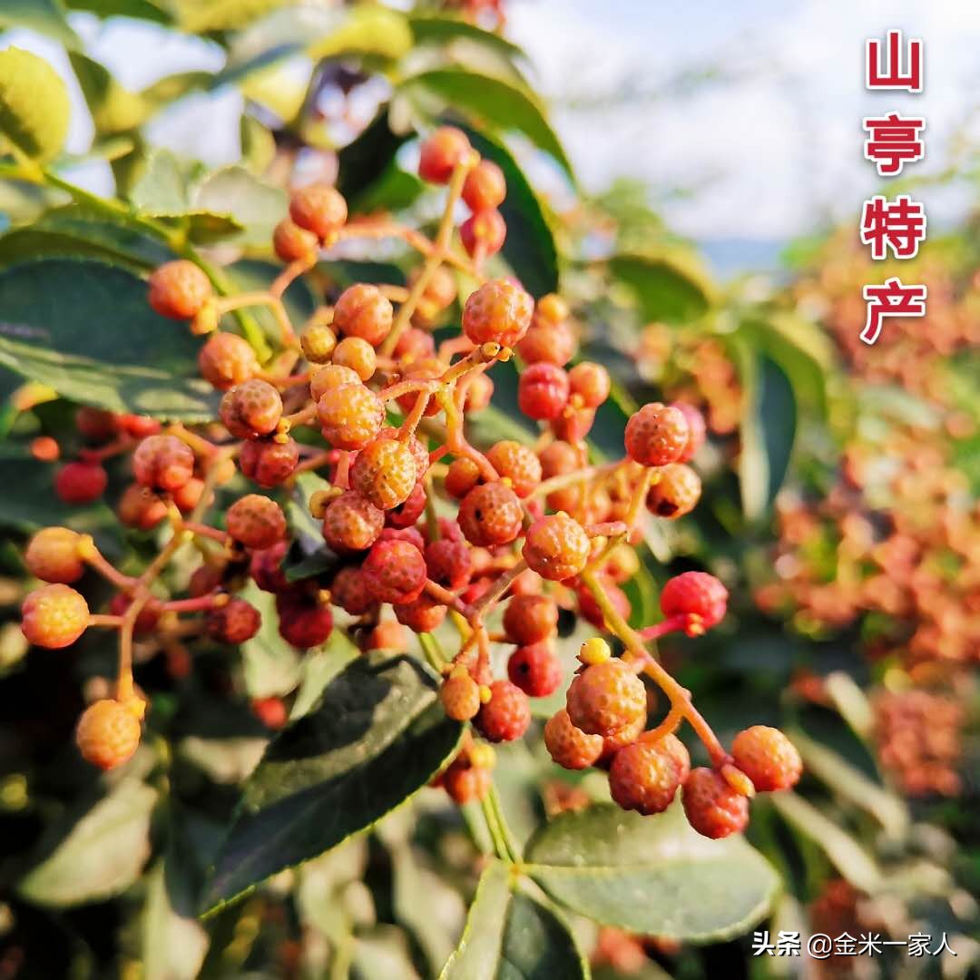 花椒好吃但是摘花椒也辛苦,教给大家采摘花椒的小技巧