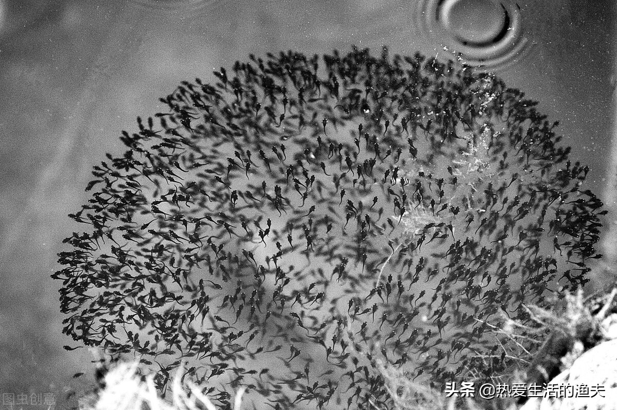 刚孵化出来的金鱼苗多久能喂食,金鱼鱼苗养几个月才能开过滤