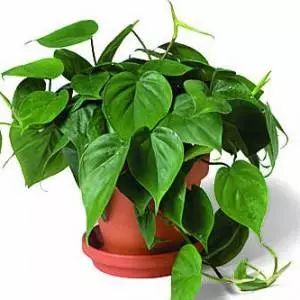 全部金木水火土五行五系植物介绍,五种植物代表五行