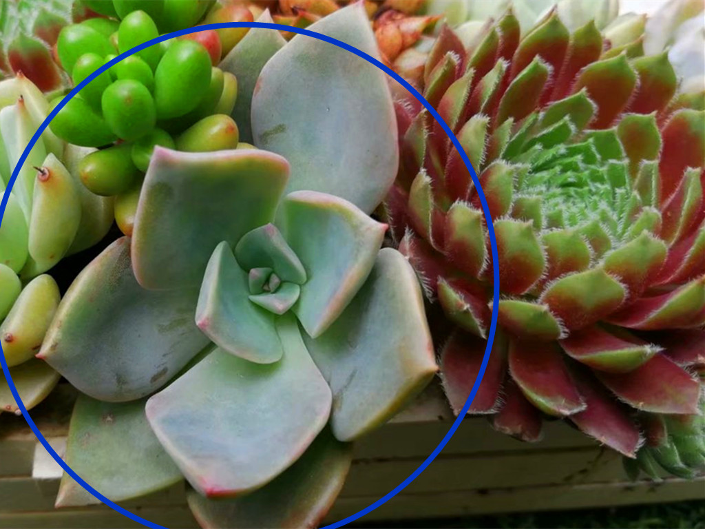 它们的名字都叫初恋，究竟谁真谁假？应该只是不同的肉肉重名了