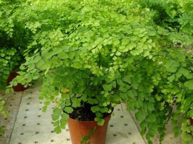 睡眠不好什么花助睡眠,失眠适合养什么花泡水喝