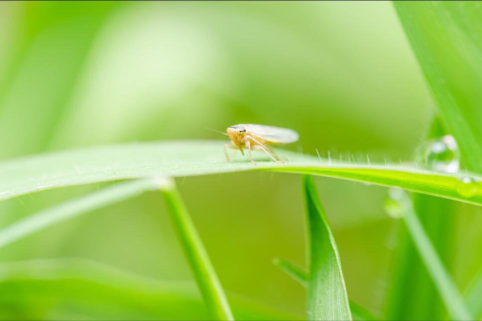 目前防治蚜虫最有效是什么药,蚜虫最简单有效的防治方法蔬菜