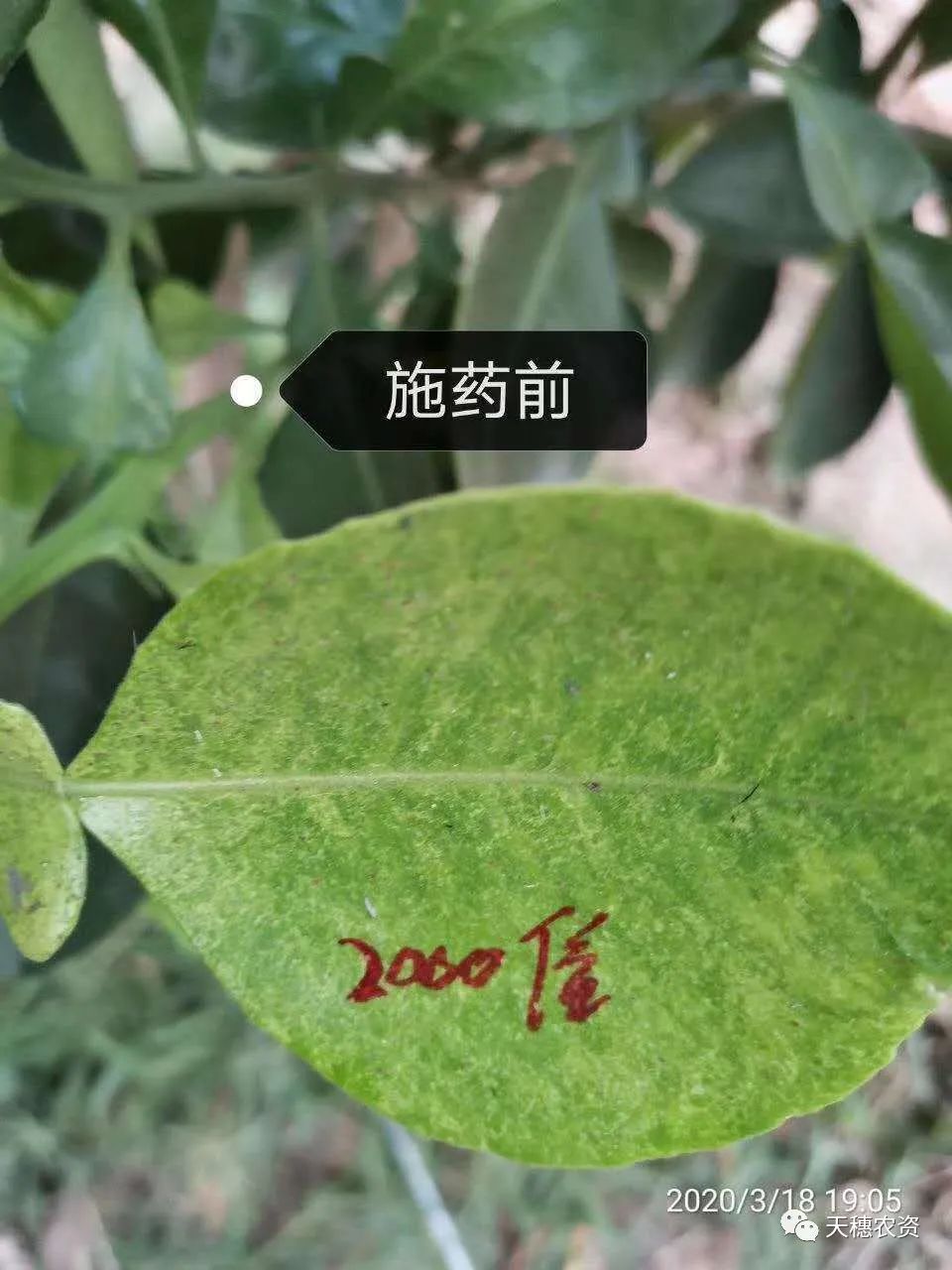 猎护杀虫剂打虫吗,猎护农药