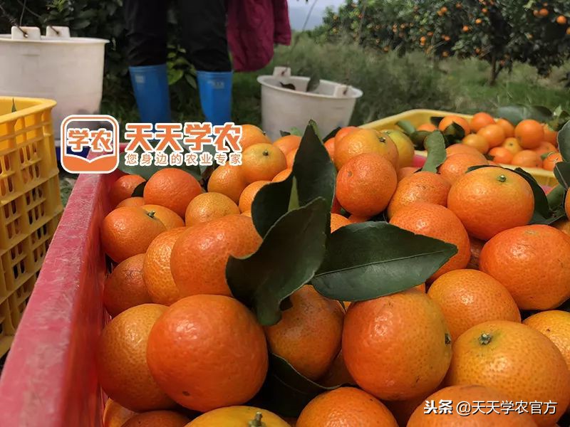 金秋砂糖桔的缺点,今年的金秋砂糖橘