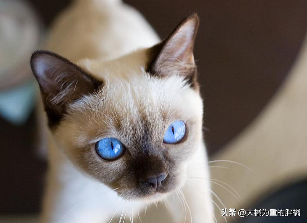 猫眼睛有两种色瞳,猫眼睛有多少种类型